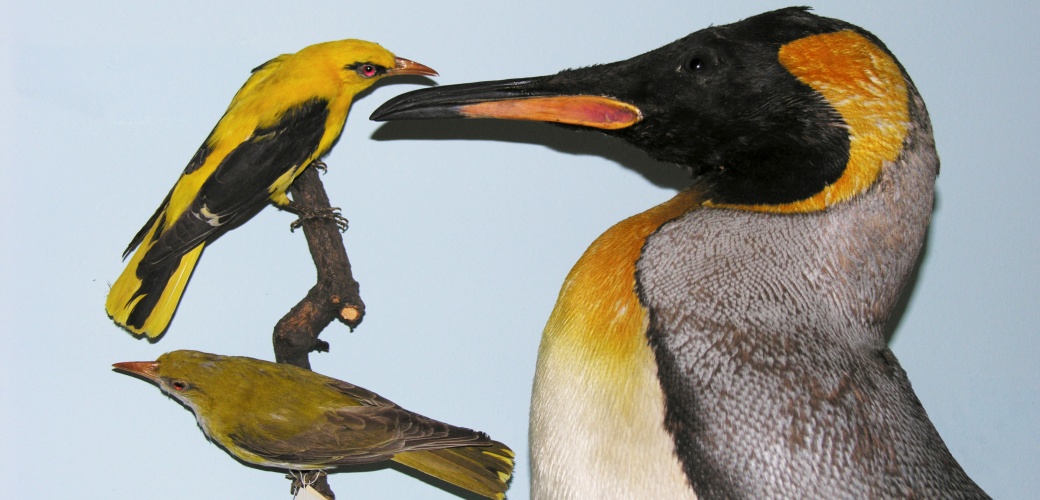 The oriole and the king penguin. Here both animals appear in the light visible to humans. - Credit: Sunbird Images