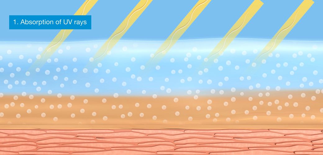 Absorption of UV rays