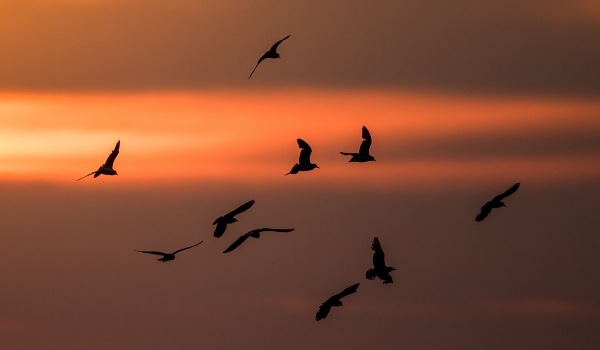 600x350 91675_Sunbird Images_Lachmöwen im Sonnenuntergang