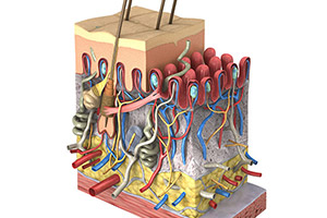 cross-section-of-the-skin