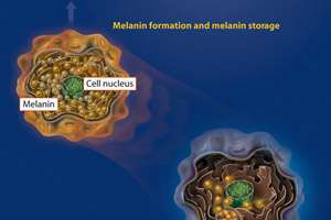 scf22e_melanin