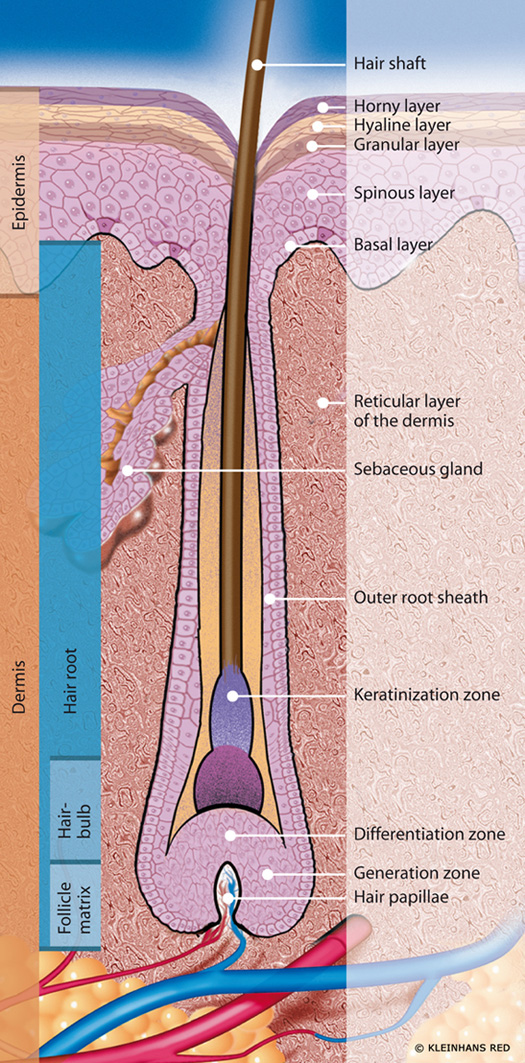 Root hairs are found  Biology Questions