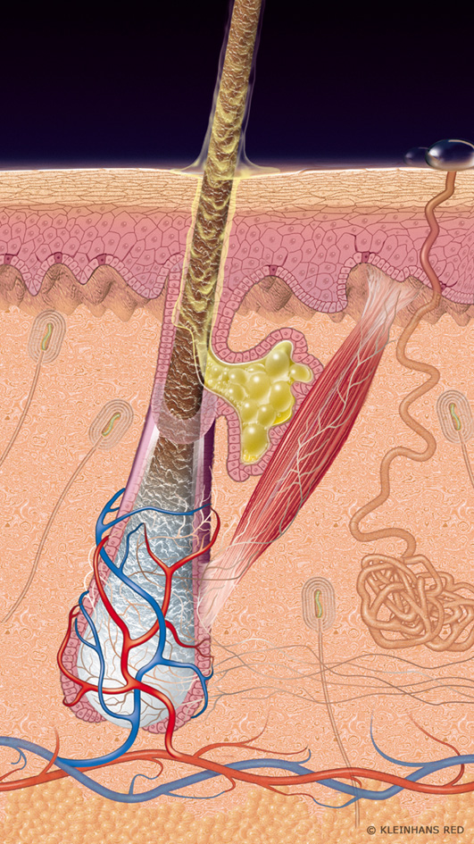scf24_sebaceous_gland big scf24_sebaceous_gland big