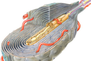 scf26_sensors_human_skin