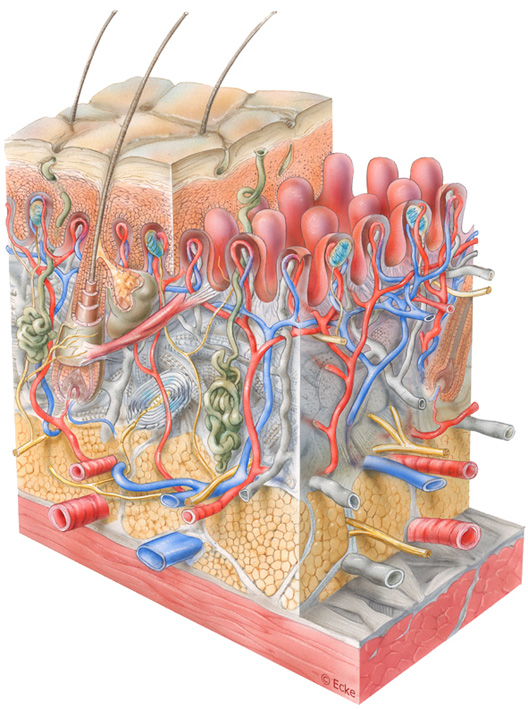 scf27_human_skin big scf27_human_skin big