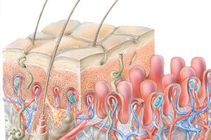 scf27_human_skin