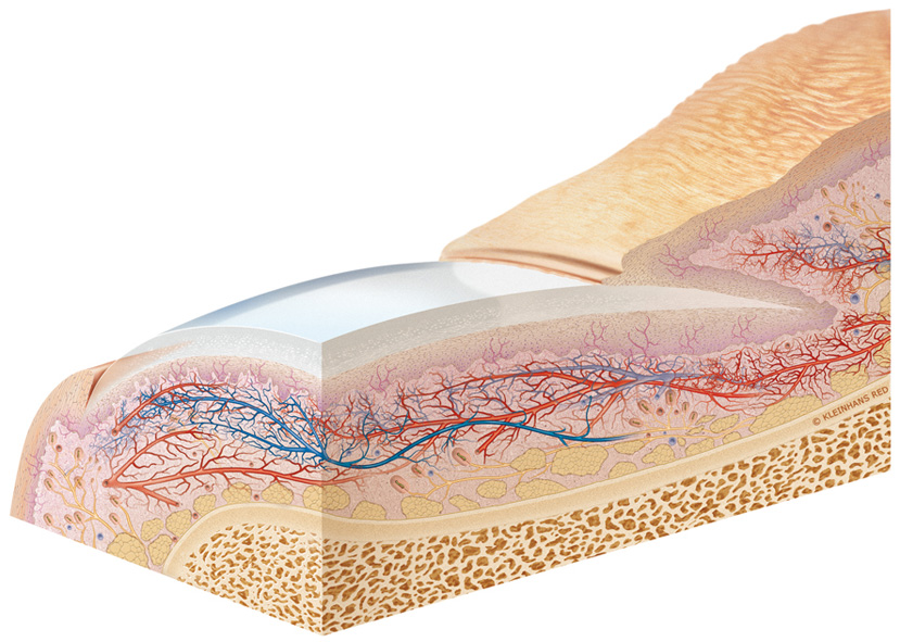 scf28_nail_bed big scf28_nail_bed big