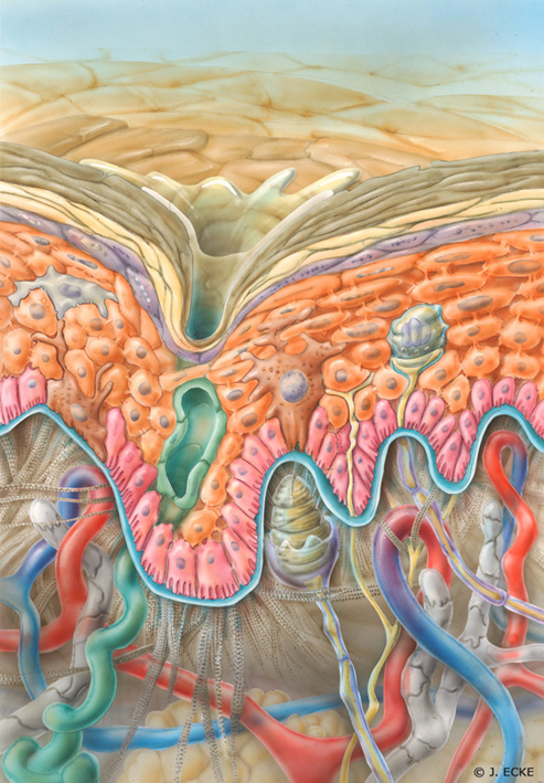 scf29_sweat_gland big scf29_sweat_gland big
