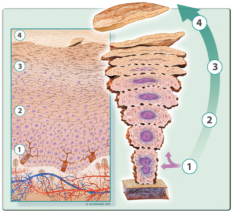 scf35_life_cycle_horny_cell big scf35_life_cycle_horny_cell big