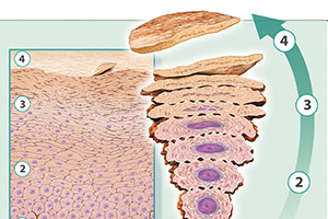 scf35_life_cycle_horny_cell