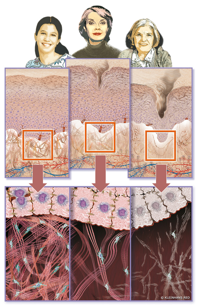 scf39_aging_human_skin big scf39_aging_human_skin big