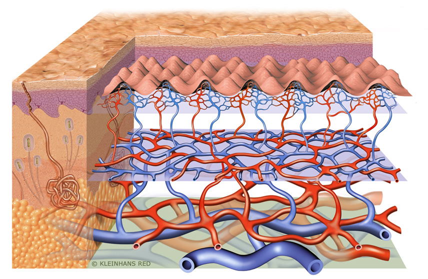 scf40_blood_vessel_system big scf40_blood_vessel_system big