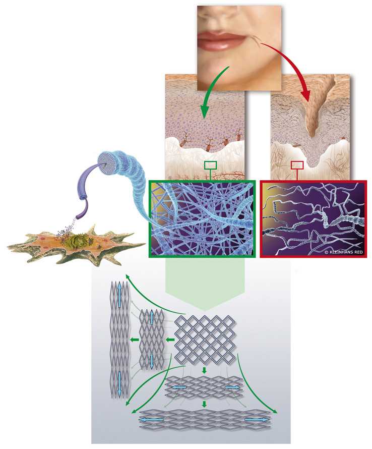 scf41_collagen_fibre-bundles big scf41_collagen_fibre-bundles big