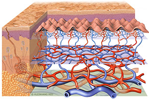 skins_blood_vessel